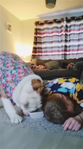 293K views · 15K reactions | Check out this highlight video celebrating Pablo's journey over the years!  Without Pablo, BulldogPabs wouldn't even exist – Lets show some love for the origianl legend! #PabloAppreciation #BulldogPabs ❤️ | BulldogPabs | Facebook