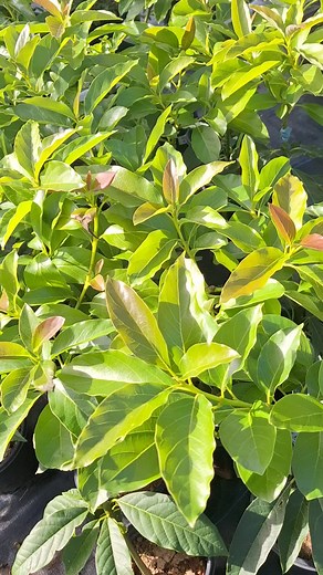 Venta de Plántulas y Árboles en Caguas este Domingo