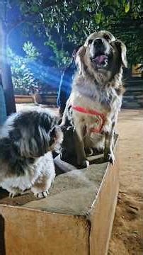 From Scene2ScreenBK | Wille's Pet Paradise Cafe Bangalore in 88.7 Seconds