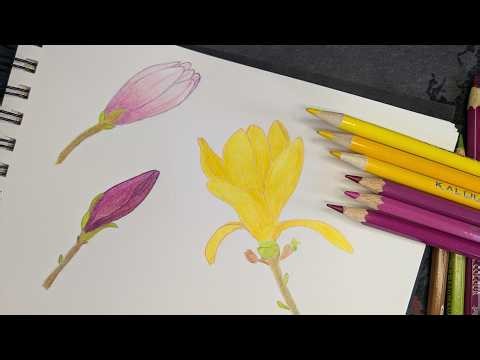 New sketchbook coloring magnolias