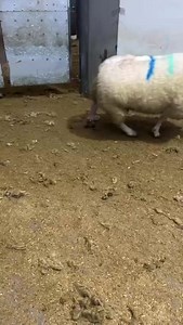 CAST COWS AND BULLS THAINSTONE, Aberdeen and Northern Marts (Thursday 13th April 2023) Sold 171 Cows and Bulls to average £1740.41 Beef Finished Cows (82) averaged £1978.05 and sold to £2680 for a 928kg Limousin Cross from Smallburn, Plewlands. Beef Feeding Cows (59) averaged £1500.68 and sold to £1770 for a 772kg Charolais Cross from Odmoston, Laurencekirk. Boning Cows (13) averaged £922.31 and sold to £1295 for a 662kg Salers Cross from Greystone, Peterhead. Dairy Cows (4) averaged £1422.50 an