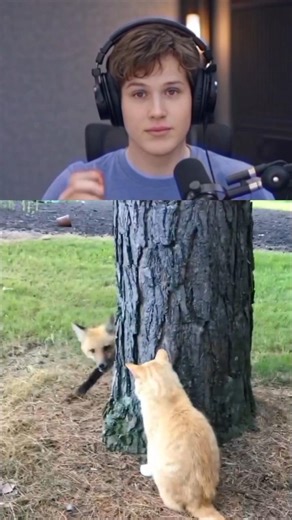 Fox against cat 👀 Who wins? ⚡ #shorts #viral #animals