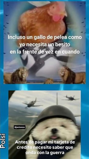 Even a rooster needs a kiss