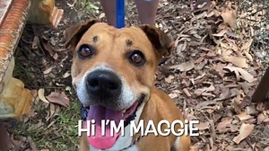 2.1K views · 82 reactions | Please meet Maggie! Our newest pound save! This 5year old girl is a very sweet, well mannered girl who was found wandering the streets and didn't have anyone come forward for her. We saved her from the pound and she spent her first night in a foster home where she slept solidly ALL night - we're sure from relief that she now has a second chance 殺 Welcome Maggie & her foster mum Emily! | Staffy and Bully Breed Rescue Inc. | Facebook