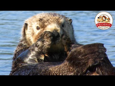 【Alaska’s glacier sea】 The Biggest Paradise for Sea Otters（Part1）
