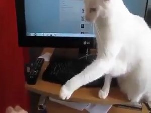 1.4K views · 101 reactions | He say no more computer today! | Funny Animal Network | Facebook