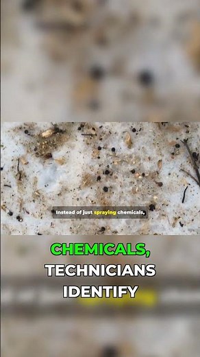 IPM: The Smart Way to Stop Pests (No Chemicals!) #contractortips