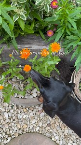 2.1K views · 553 reactions | One tiny sausage checking on his calendula! 李李李李 #garden #garten #cottagegarden #wildgarden #gardeninspiration #rustic #vintage #jardin #dachshund #wildlifegarden #calendula #flowers #planter #summergarden #mygarden #sausagedog #orange | Brook cottage | Facebook