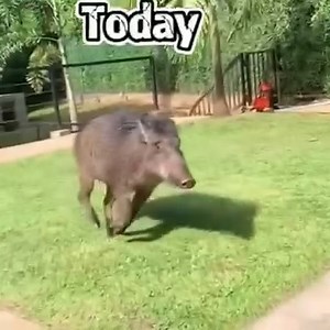 Rescue baby wild boar #animalshelter #puppy #rescuedogc | Animal World | Facebook