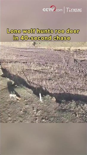Lone wolf hunts roe deer in 40-second chase