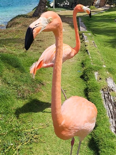 My Favorite Paradise Dream Island-Flamingo Beach-Aruba #dreamvacations #pinkflamingos #islandvacations #arubaflamingobeach #islanddestinationweddings