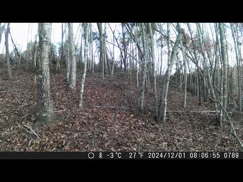 Eastern Gray Squirrels Playing — North Carolina Foothills | Trail Cam