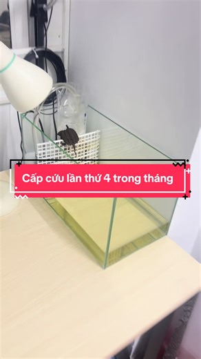 Cấp Cứu Rùa Cá Sấu - Biến Cố Thú Vị Mỗi Tuần