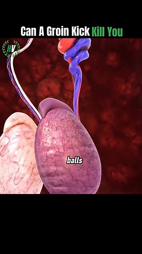 Health.Dailywellness.Selfcarespot on Instagram: "Can A Groin Kick Kill You? ... While the pain from a groin kick can be intense and even cause nausea and vomiting, the vast majority of injuries are not life-threatening. The main reason for the extreme pain is that the testicles have a high concentration of nerve endings and lack the protection of bone or muscle. ​If someone experiences lingering pain, significant swelling, bruising, or other concerning symptoms like a fever or difficulty urinati