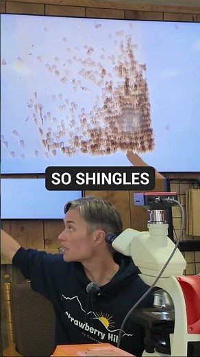 Butterfly Wing Under the Microscope