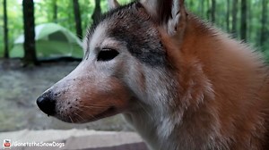 21K views · 1.6K reactions | PREVIEW of our newest video, Adventure...