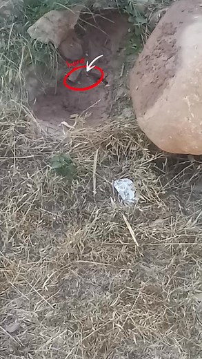 428K views · 2.1K reactions | Aaj main bal bal bachgaya Snake se #snake #snakehead #safety #hilightseveryonefollowerseelsfypシ゚viralvideo #mesafe | BNN budgam news network | Facebook