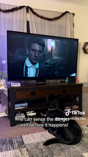 Boscothetvdog on TikTok