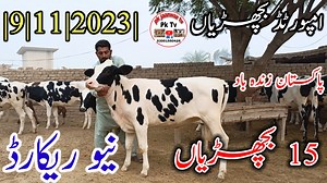 9K views · 561 reactions | Pk Bachri farm ||15Australian Friesian Bachria|| Fresh Rate Update||9 November 2023||Pk Janwar TV||#dairycow #HFCOW #bigcow #cowforsale #cow #janwarmandi #pashumandi #Cowbaby #CowBabies #CowBabyPrice #Bachrian #Wachian #Calf #Heifers | Pk Janwar TV | Facebook