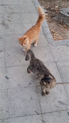 🐈‍⬛😻“When #Cats Just Can’t Agree 😹 | The Cutest Argument Ever!” #bumira#cat#viralcatshort #viralcats