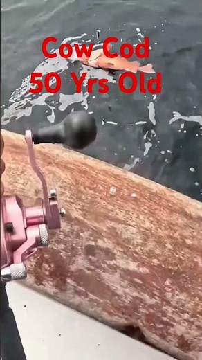 Giant Cow Cod straight from the deep #fishing #cousinjim #fishingshorts #DeepSeaMonster #justfishing