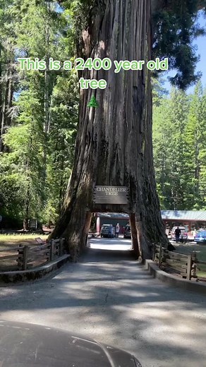 Giant 2400-Year-Old California Redwood Tree - 315ft Tall