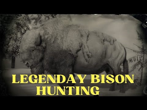 Rdr2 Legendary Bison Hunt and Exact Location | Rdr2 Legendary animal #rdr2gameplay #rdr2firstclue