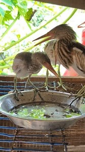252K views · 5.2K reactions | Wild Rescued from the storm: Baby Heron happily eating fish #heron | Sami Loft & FarmHouse | Facebook