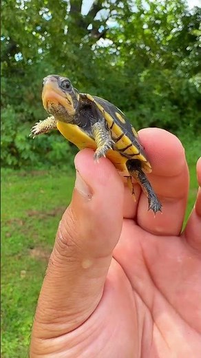 Baby eastern box turtle💛Just look at those colors! Nature’s tiniest masterpiece. #easternboxturtle