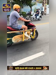 441K views · 9.2K reactions | Vậy đi cho an toàn 殺 | Pet cute | Facebook