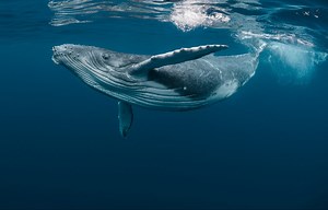 Energy Consultancy - Carbon & Energy Services - TEAM