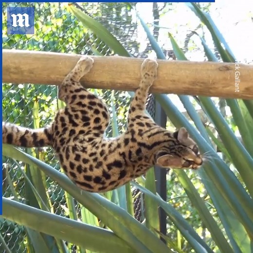 17K views · 16 shares | Margays may be the cutest of all the cats! Additional clip via ViralHog | Daily Mail Video | Facebook