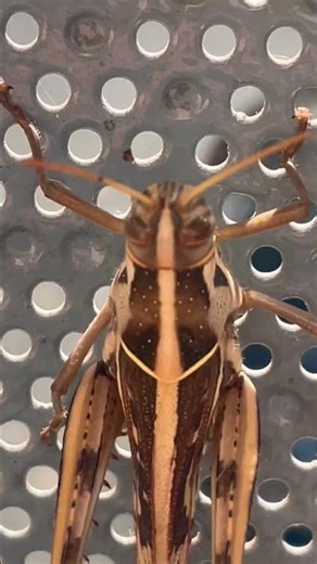 Grasshopper Is Singing 😊