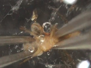 A Simple One-step Dissection Protocol for Whole-mount Preparation of Adult Drosophila Brains