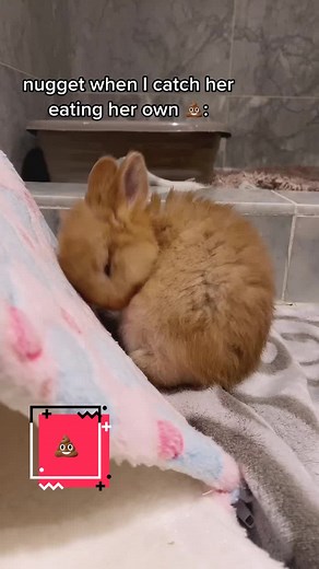 Rabbit Facts: Understanding Why Bunnies Eat Their Own Poop