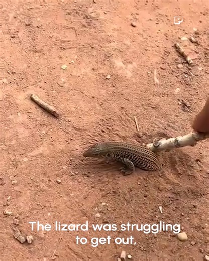 383K views · 709 reactions | Saving the day one tiny lizard at a time.  | The Pet Collective | Facebook