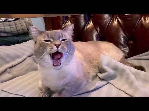 Playing back Apple Spatial Video on the Quest 3 VR HMD using 4XVR app