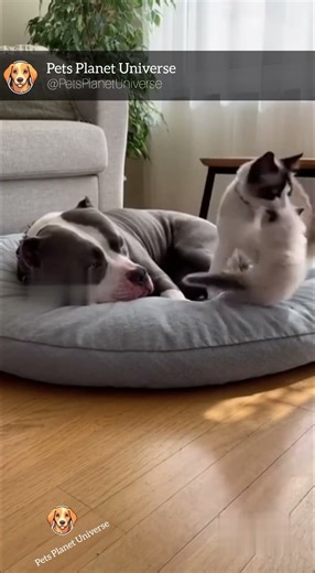 A Mother’s Love: Cat Risks Everything to Save Her Kitten