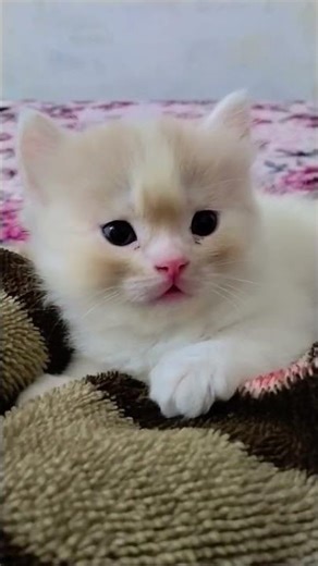 mini dora🩷🩵🥰🥰😍 #catfamily #cute #kitten #cat #love