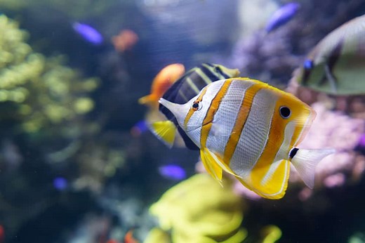 12 Things Butterflyfish Like to Eat Most (Diet, Care & Feeding Tips)