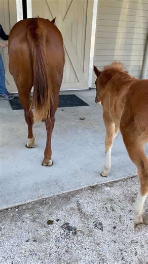 Here are a few key signs your mare is getting ready to foal: 🐴 Bagging up: Udder enlargement can begin 4–6 weeks before foaling. 🧪 Foal predictor kits: These test the pH or calcium levels in milk to help determine how close she is. 💪 Relaxin hormone: Causes laxity in muscles and tendons around the hind end to prepare for foaling. ✨ Waxing up: Small beads of colostrum (first milk) appear on the teats shortly before foaling. Every mare is different—some show all the signs, while others keep us 