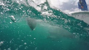 Experience was a must on this day for Capt. Steve & Capt. Scott with Extreme Chef Terry French. Stream our full 2017 season anytime on Waypoint TV (Link in comments below) | Into the Blue