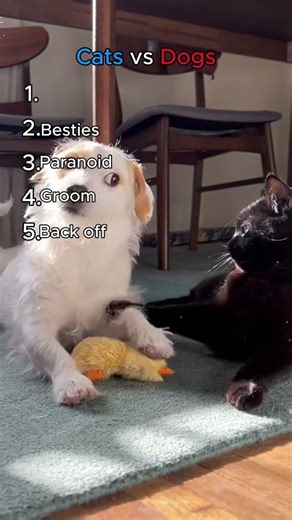 Cats VS Dogs Part 14 #cat #catvideos #funnycatvideos