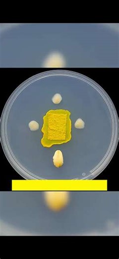 黏菌遇到大肠杆菌，一场诡异的进食实验