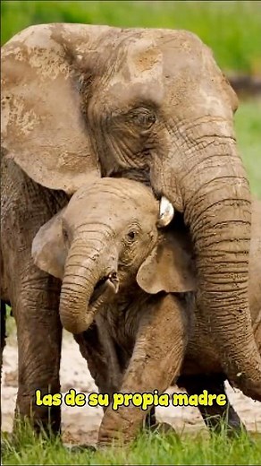 Por qué los elefantes comen ESTO para sobrevivir 🐘😲 #naturaleza #animales #curiosidades