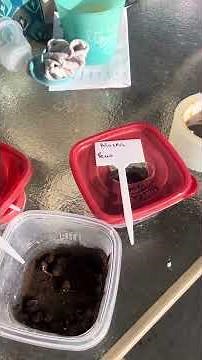 Applying legume inoculant to my peas and beans 🫛🫘