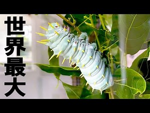 The world's largest caterpillar is scary😱