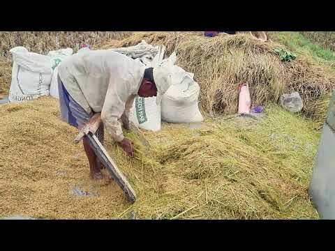 An Effective Simple Tool: Winnowing Rice at Home _FarmersLife _Shorts