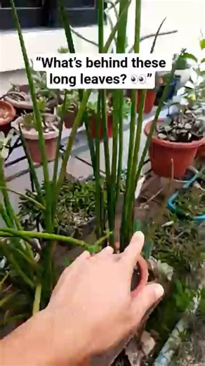 Moon Cactus Grafting; The Secret to Keeping It Alive 🌵❤️ #usa #plantlife #plantas #satisfying #Amazing #fypシ | Succulents for Beginners