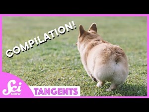 Best of Butts | SciShow Tangents Compilation